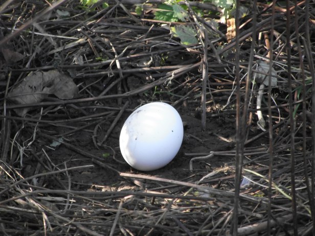 ealry march14 (cover nov13) 010